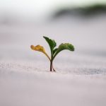 Success Stories - Supporting Growth